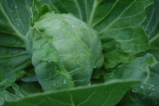 healthy young cabbage plant