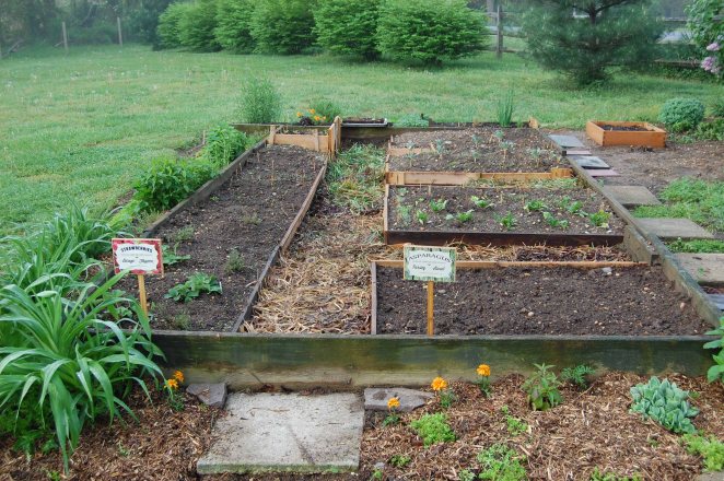 Raised bed vegetable garden with paths